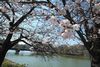 帝塚山万代池公園の桜