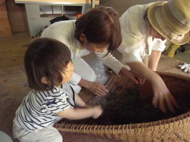 大阪近郊の茶摘み体験